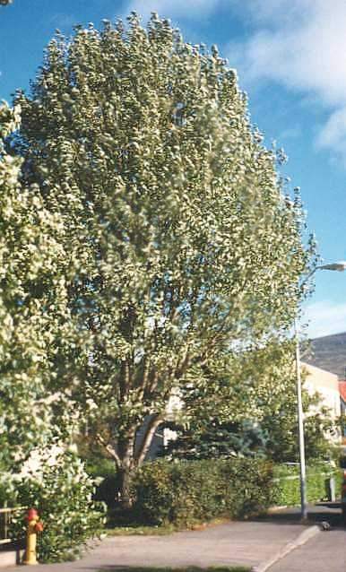 Alaskasp vi Grnugtu  Akureyri a hausti 1990. Alaskaspin kann srlega vel vi sig  Akureyri og hefur oft roska ar fr, en rfst ver fyrir opnu hafi og htt til landsins.