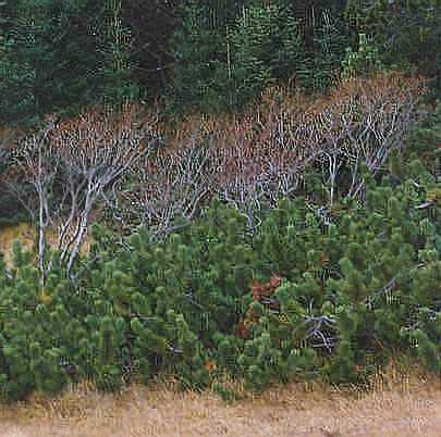 Fjallafura. Pinus mugo