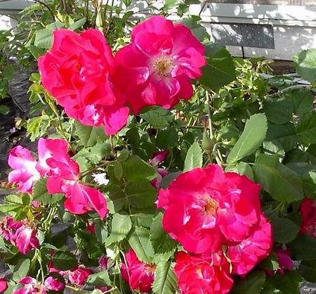 Rosa gallica. 'Splendens'  Skldars