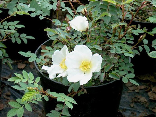 Rosa x pimpinellifolia 'Katrn Viar. Kom upp af fri  Grasagarinum  Laugardal.