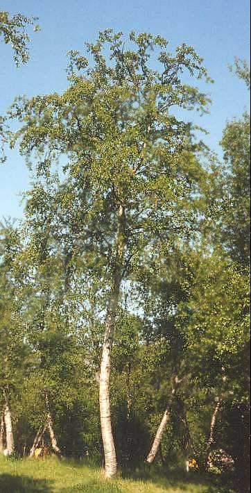 Ilmbjörk Betula pubescens