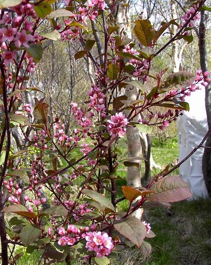Blóðheggur Prunus padus f.purpurea blómstrandi